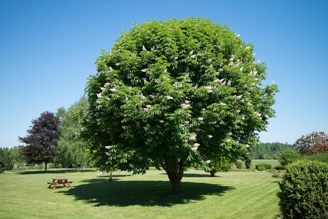 Au Jardin Fleuri Villa Vauxaillon Kültér fotó